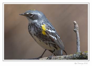 Yellow-rumped warbler 1e.jpg